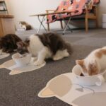 食事をしている３匹の猫