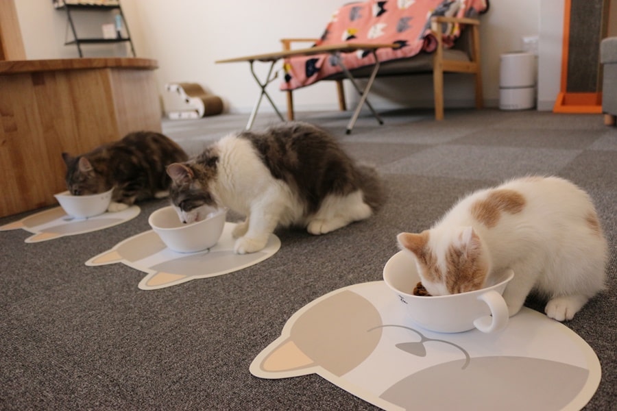 食事をしている３匹の猫